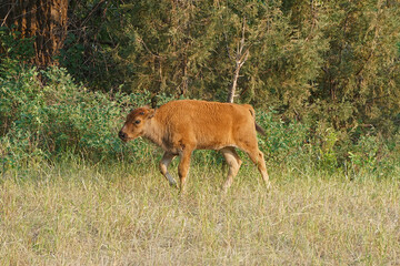 Naklejka na ściany i meble bison calf walking to the left