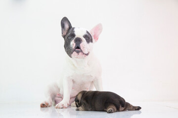 blue tan french bulldog puppy and mom on isolate background