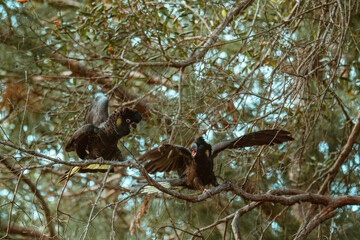 Yellow-Tailed Black Cockatoo sitting in a tree.