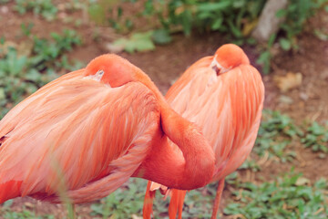Fototapeta premium pink flamingo in the zoo