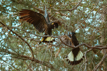 Yellow-Tailed Black Cockatoo sitting in a tree.