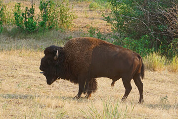 bison bull grunting with tongue out