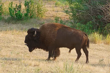 Gordijnen bison bull grunting with tongue out © Gaurakisora