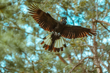Yellow-Tailed Black Cockatoo sitting in a tree.