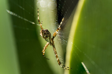 Macro close-up of a garden spider on a spider web with green leaves behind. Araneae is an order of arthropods in the class Arachnida. Species known by the common names of spiders or arachnids.