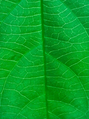 green leaf texture