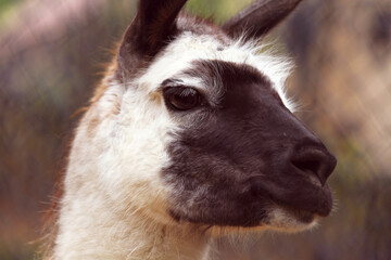 close up of a alpaca