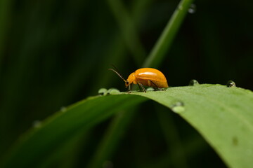 Pumpkin beentle Cucurbit Leaf Beetle or Yellow Squash Beetle it is classified as one of the insect pests.