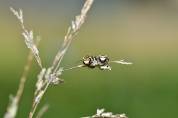 Two bees work hard all day when it's time to rest and find a place to sleep.