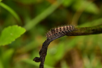 Caterpillar is the larva of the butterfly body covered with hair, if touched, itching.