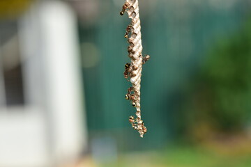 Hornet or Hymenoptera it is classified as a bee insect because it has a stinger and a similar way of living.