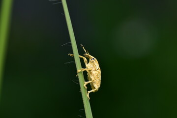 Leaf Eating Weevil or Hypomeces squamosus Fabricius it is a pest that likes to eat young leaves and flowers of plants.
