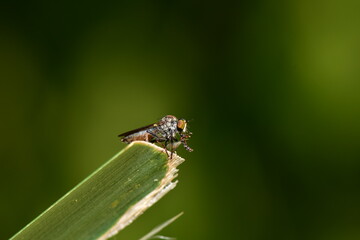Robber fly it is a predatory insect that feeds on bees, wasps or larger insects.