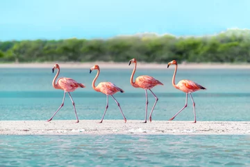 Fotobehang Four Flamingos walking across a sandbar in perfect unison © KAPhotography