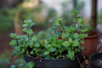 Mint plant in pot. Mint Leaves.                                               