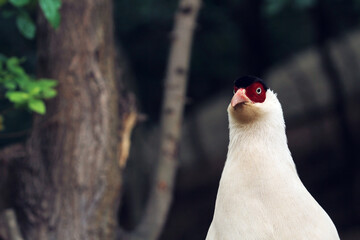 close up of a white and red bird