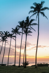 Tropical Hawaiian Palms lined up along the beach during a pastel sunrise