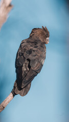 Glossy Black Cockatoo sitting in a tree