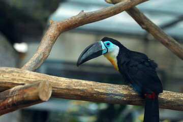 toucan on a branch