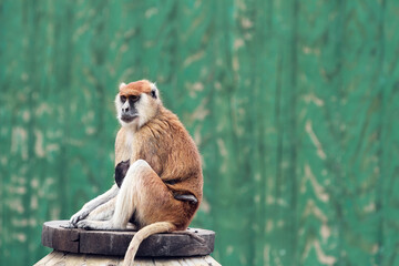 white tailed macaque - Powered by Adobe