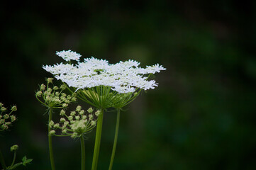 ノラニンジンの白い花	