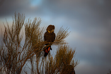 Glossy Black Cockatoo sitting in a tree © Brayden