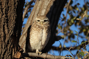 Lechuza vizcachera