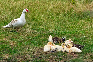 Hausenten mit Kücken.