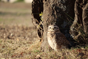 Lechuza vizcachera  Owl