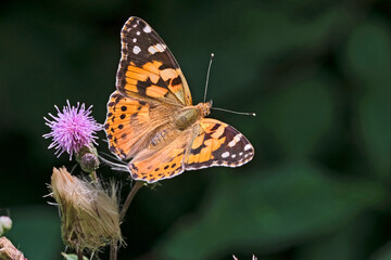 Distelfalter ( Vanessa cardui ).