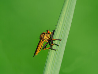 コメツキムシを捕獲したアオメアブ