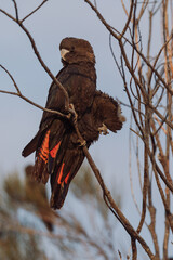 Glossy Black Cockatoo sitting in a tree