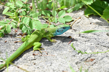 Closeup shot of a European green lizard, Lacerta viridis.
