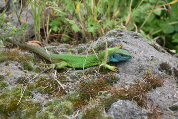 Closeup shot of a European green lizard, Lacerta viridis.