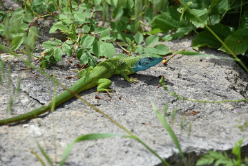 Closeup shot of a European green lizard, Lacerta viridis.