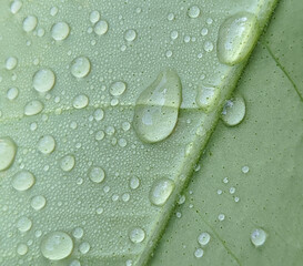 Macro shot of a fresh green leaf with waterdrops