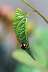 ladybug on a leaf