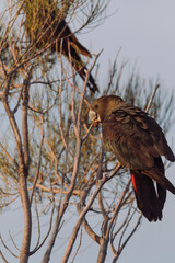 Glossy Black Cockatoo sitting in a tree