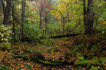 Sikhote-Alin Biosphere Reserve. Far Eastern autumn taiga. Dense impassable autumn forest.