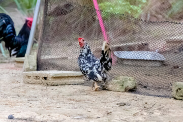 rooster in the farm.