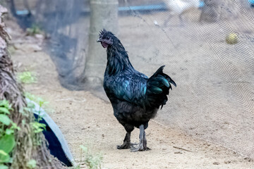 rooster in the farm.