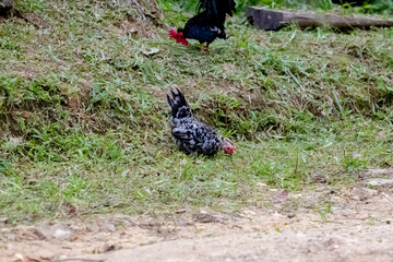 rooster in the garden.
