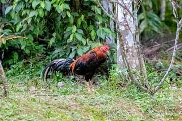 rooster in the garden.