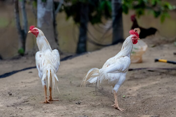 rooster and hen in the farm.
