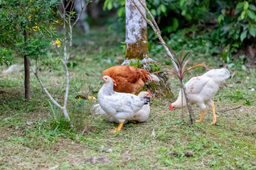 rooster and hen in the garden.
