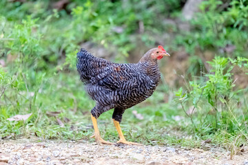 chicken in the garden.