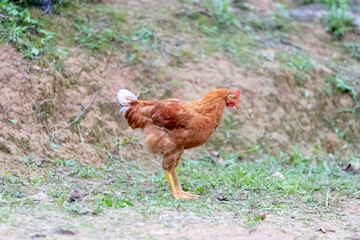 chicken in the garden.