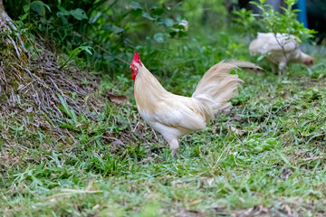 chicken in the grass