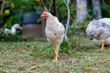 chicken in the garden.