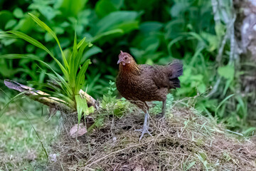 chicken in the grass